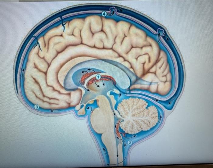 Solved Describe the flow of the cerebrospinal fluid from its | Chegg.com