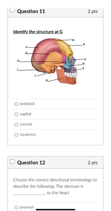 Identify the structure at \( \mathrm{G} \)
lambdoid
sagittal
coronal
squamous
Question 12
2 pts
Choose the correct directiona