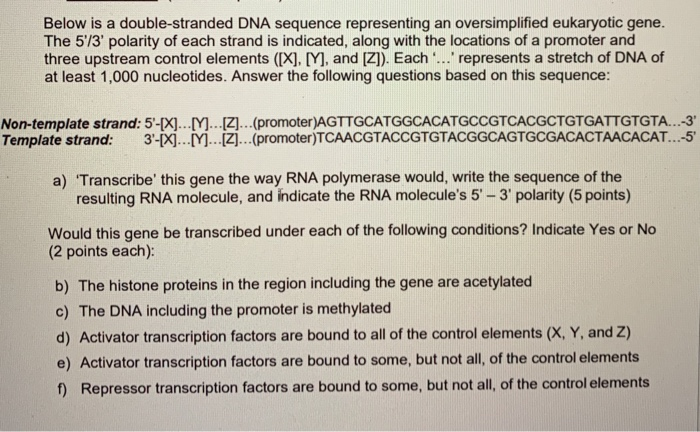 Solved Below is a double-stranded DNA sequence representing | Chegg.com