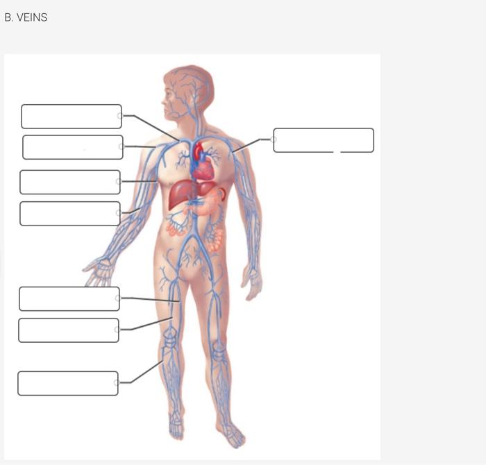 Solved Instructions Identify The Major Arteries And Vein Chegg Com