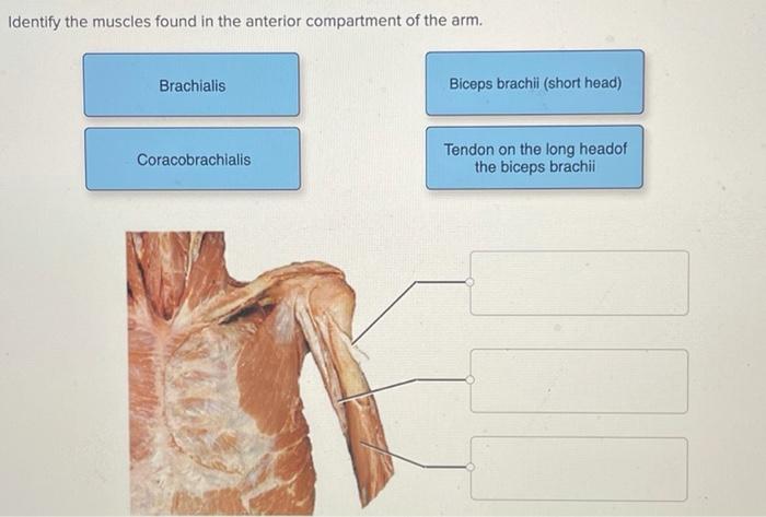 What muscles are present in the arm?