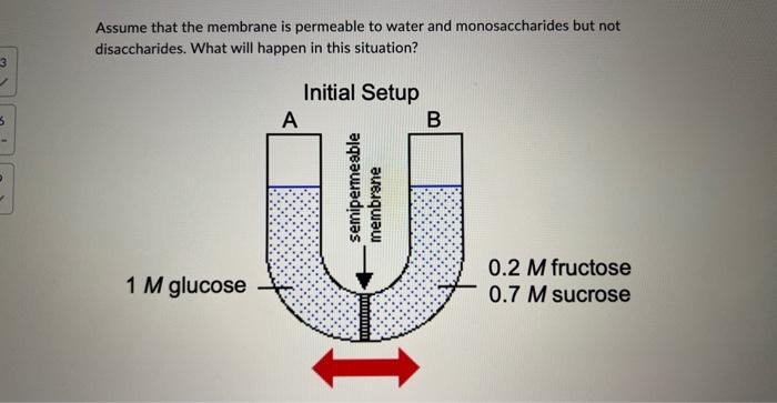 Assume that the membrane is permeable to water and monosaccharides but not disaccharides. What will happen in this situation?