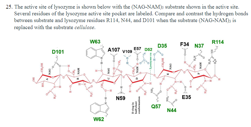 Solved The active site of lysozyme is shown below with the | Chegg.com