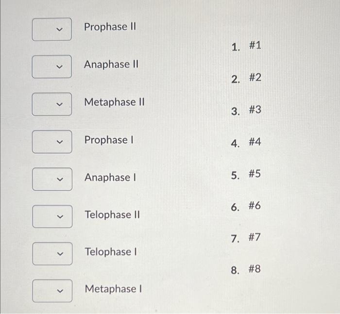 Solved Match the diagrams with the correct phase of Meiosis | Chegg.com