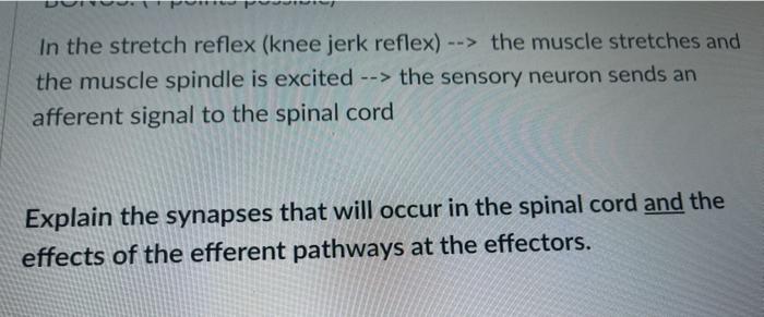 Solved In the stretch reflex (knee jerk reflex) --> the | Chegg.com