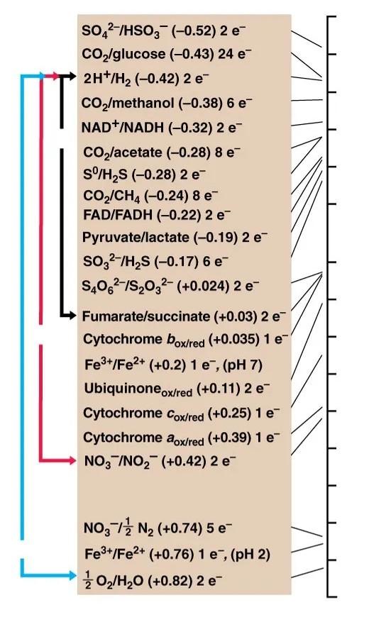 Solved Succinate Dehydrogenase Converts Succinate To | Chegg.com