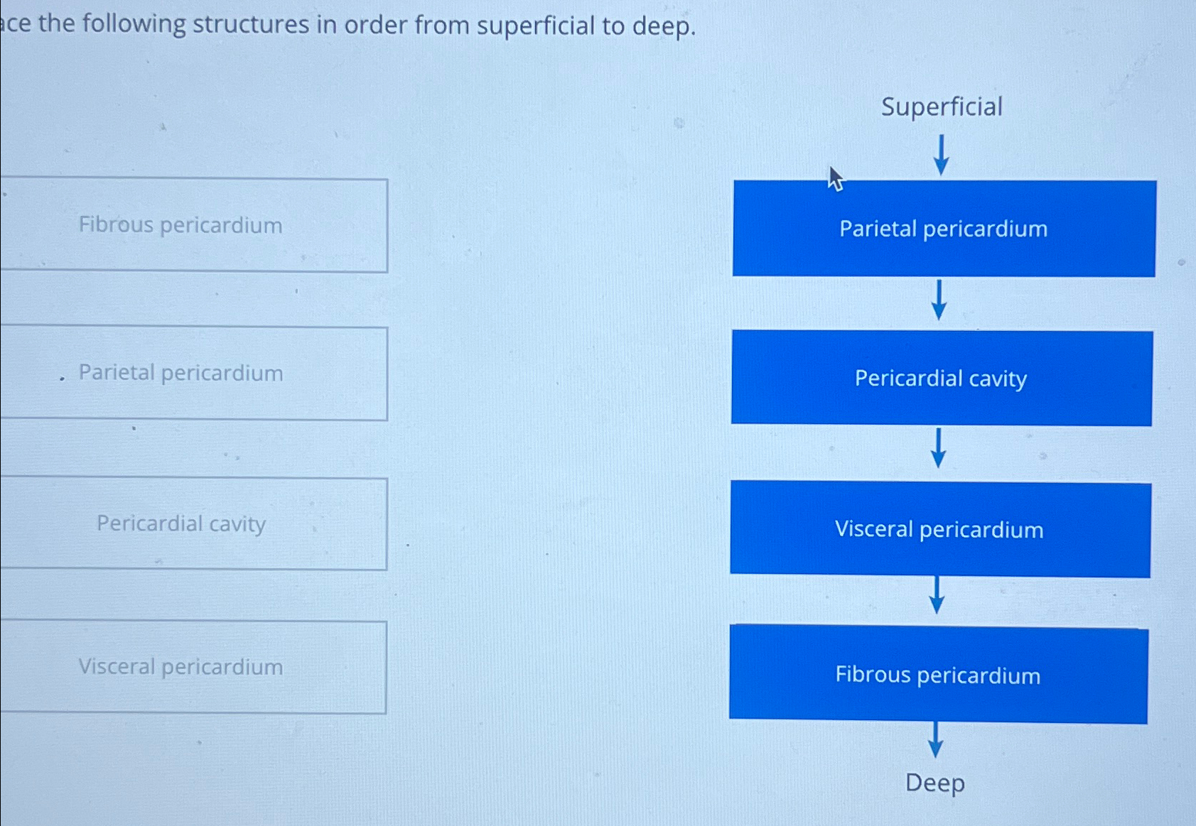 Solved ce the following structures in order from superficial | Chegg.com