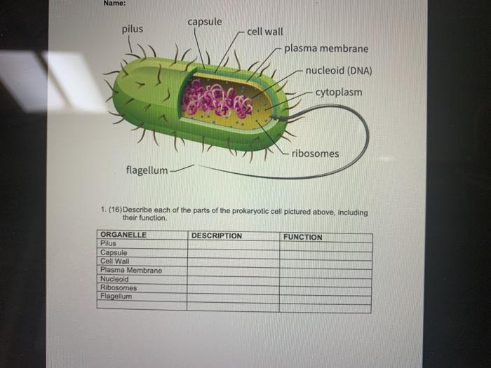 Solved Name: capsule pilus -cell wall plasma membrane | Chegg.com