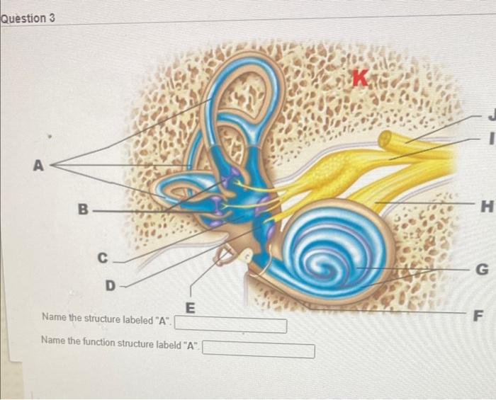 Solved Question 3 A B H С G D E Name the structure labeled | Chegg.com