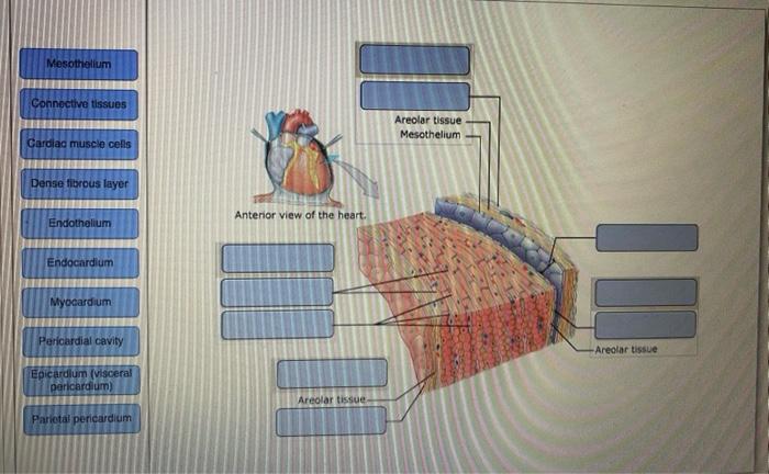 endothelium and mesothelium