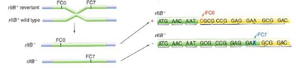 crick and brenner experiment explained