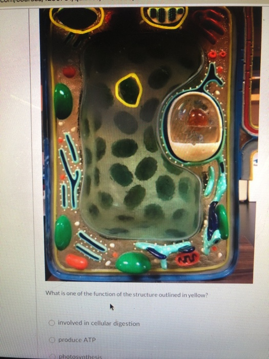 Solved Co What is one of the function of the structure | Chegg.com