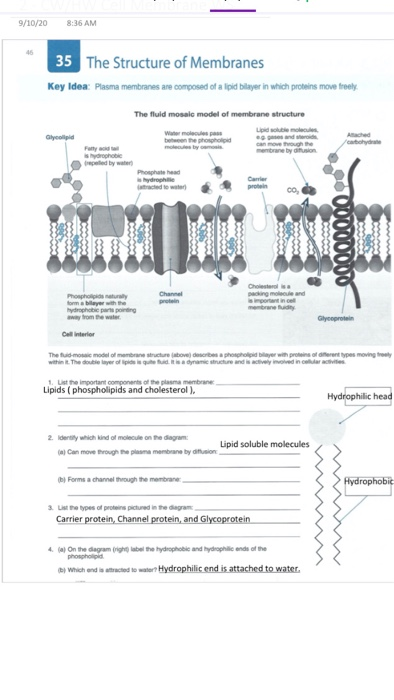 Solved 9/10/20 8:36 AM 35 The Structure of Membranes Key | Chegg.com