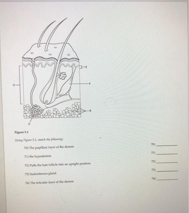 Solved Figure 5.1 70) 71) Lising Figure 5.1, made the | Chegg.com