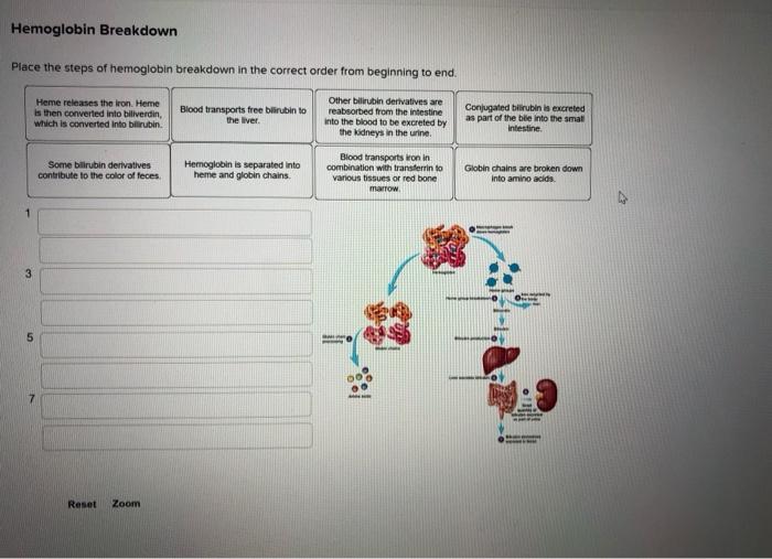 Solved Hemoglobin Breakdown Place the steps of hemoglobin | Chegg.com