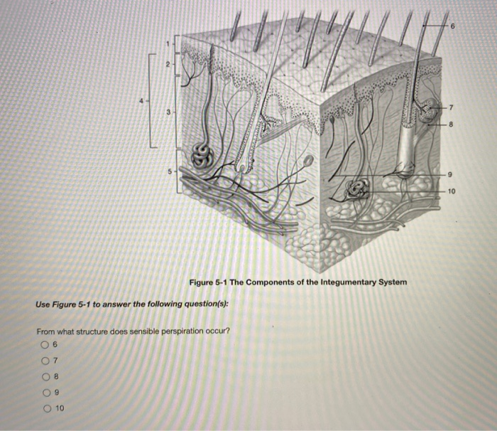 Solved Which structure is highlighted? O outer root sheath | Chegg.com