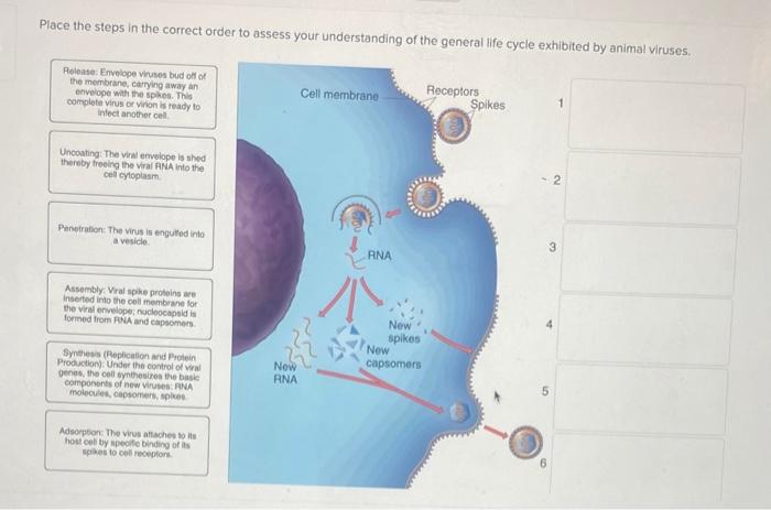 Solved Place the steps in the correct order to assess your | Chegg.com