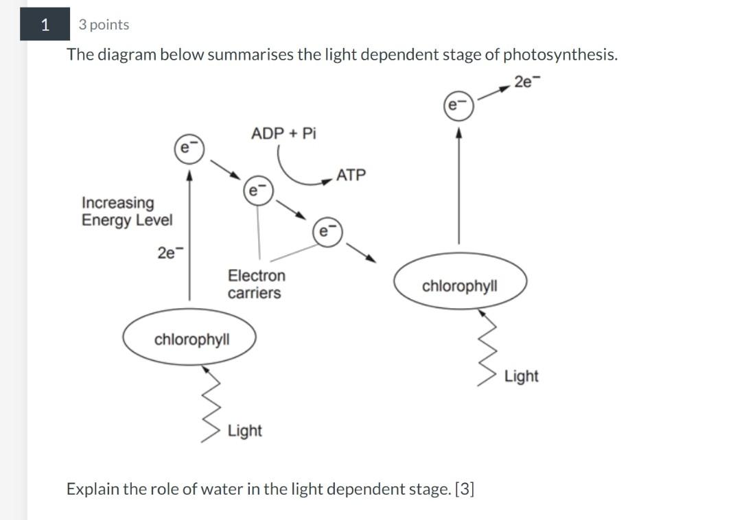 describe the role of water in the light dependent reaction of photosynthesis