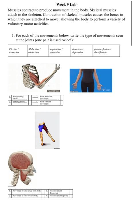 Solved Week 9 Lab Muscles contract to produce movement in | Chegg.com