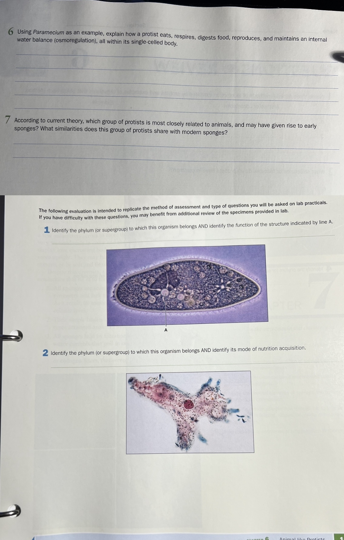 Solved 6 ﻿Using Paramecium as an example, explain how a | Chegg.com