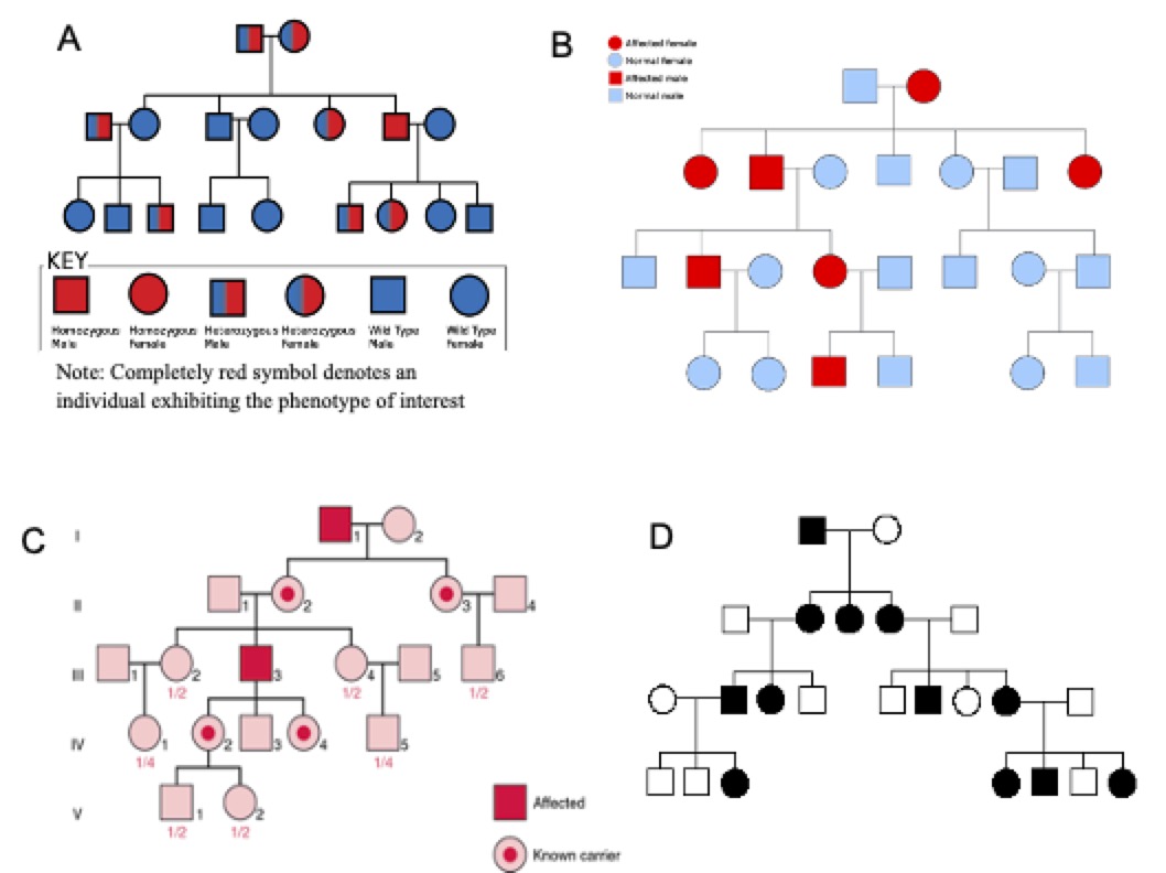 Solved The DNA of every individual in the pedigree shown in | Chegg.com