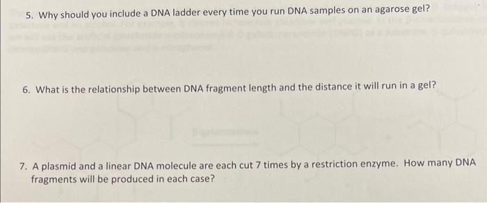 Solved 5. Why should you include a DNA ladder every time you | Chegg.com