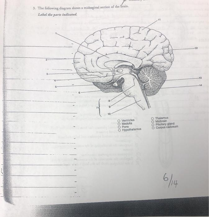 Solved 3. The Following Diagram Shows A Midsagittal Section | Chegg.com