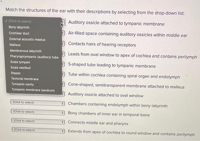 Solved Match the structures of the ear with their | Chegg.com