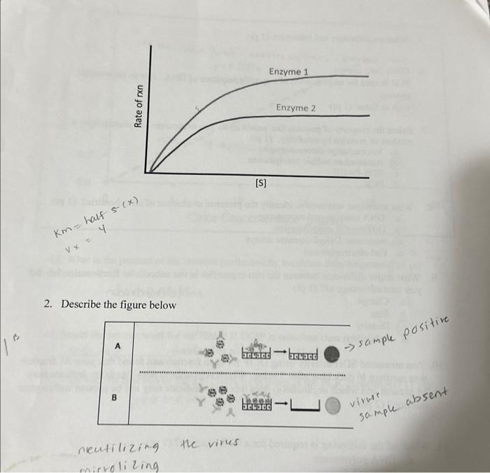 Solved 1. Mention the type of Enzyme are shown below; ( 2 | Chegg.com