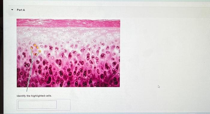 Solved PAL: Histology > Connective Tissue > Lab Practical > | Chegg.com