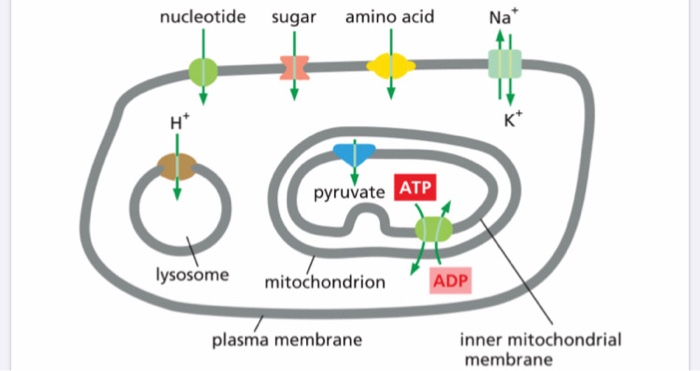 Solved consider the following illustration of the membrane | Chegg.com