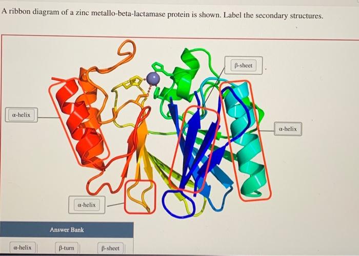 A ribbon diagram of a zinc metallo-beta-lactamase protein is shown. Label the secondary structures.