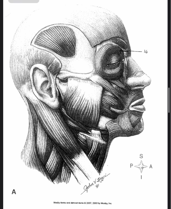 CO Mosby items and served item 2007, 2003 by Mosby,