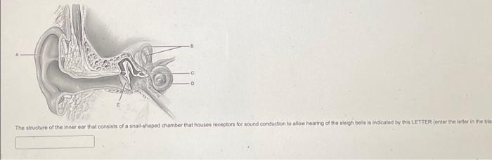 Solved The structure of the inner ear that consists of a | Chegg.com