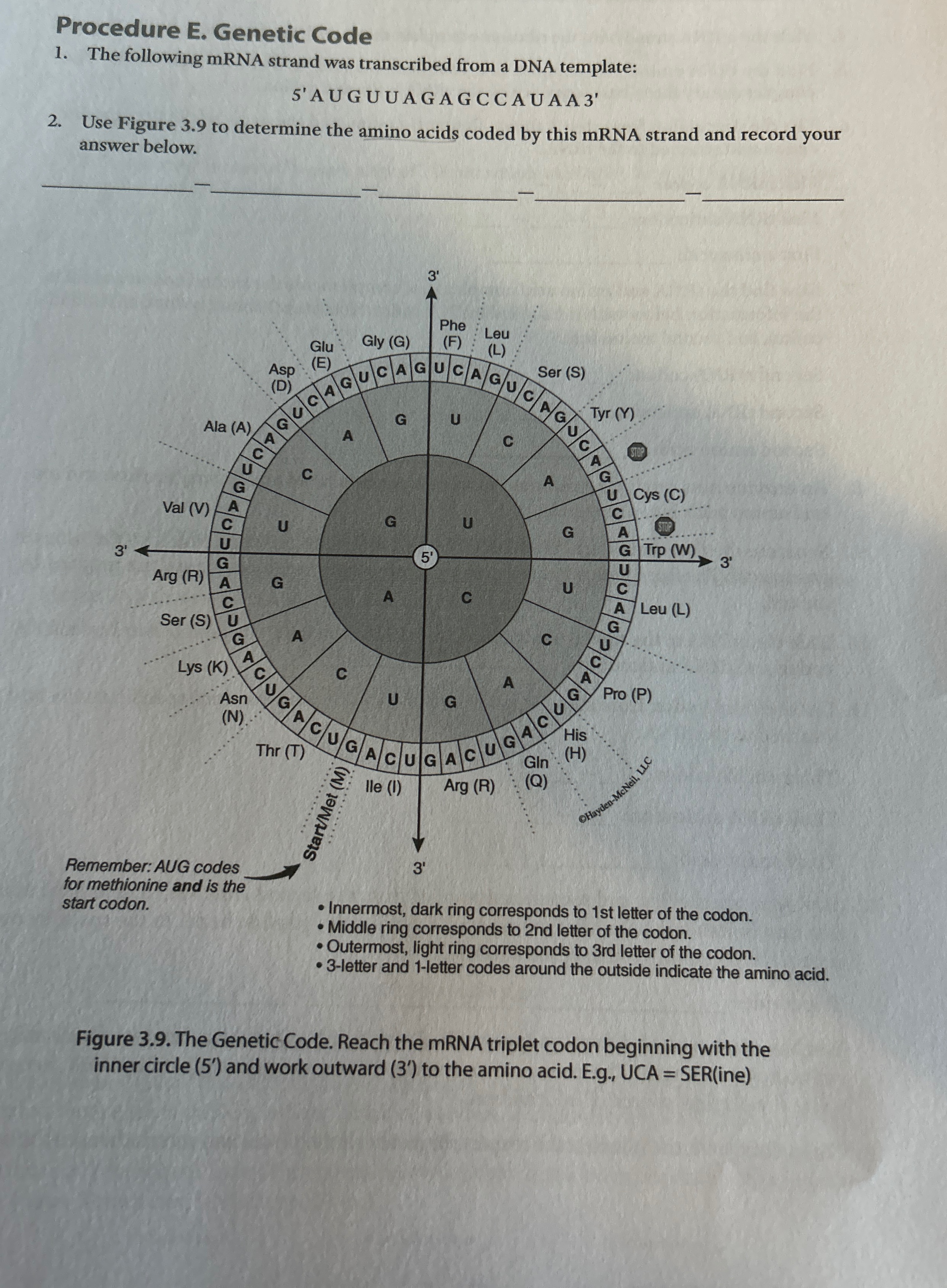 Procedure E. CodeThe following mRNA strand