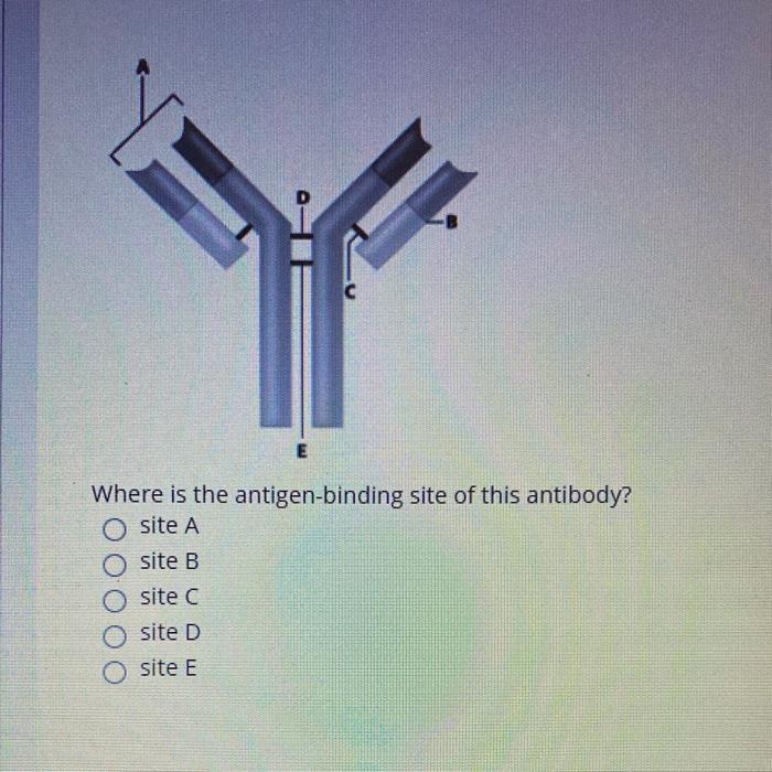 Solved с E Where Is The Antigen-binding Site Of This 