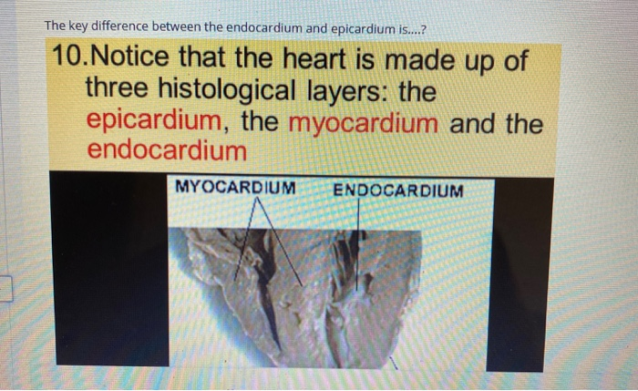 myocardium endocardium and pericardium