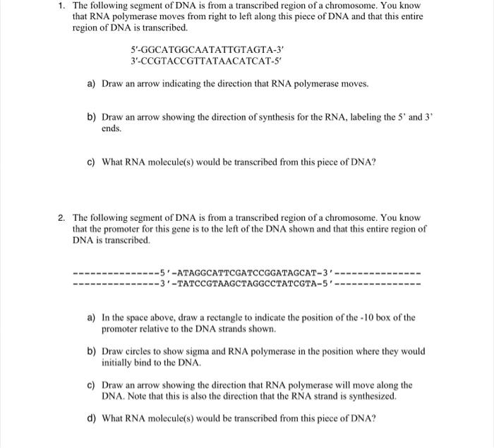 Solved 1. The following segment of DNA is from a transcribed | Chegg.com