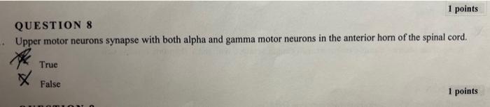 Solved Upper motor neurons synapse with both alpha and gamma | Chegg.com