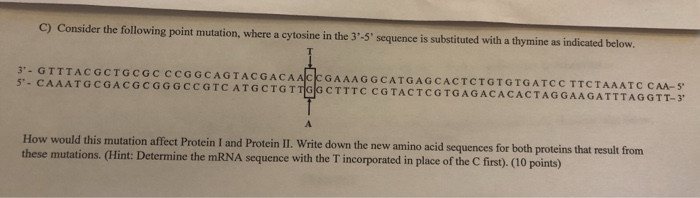 Solved C) Consider the following point mutation, where a | Chegg.com