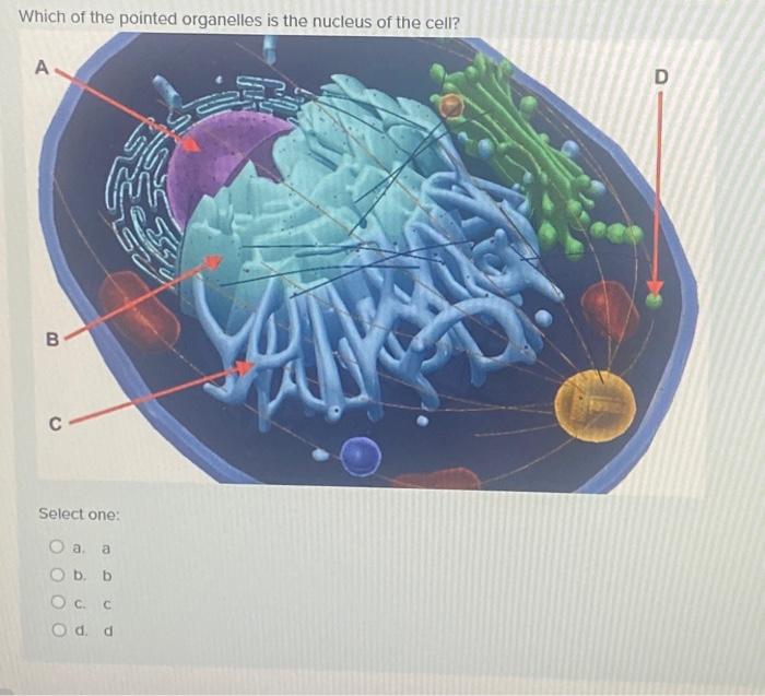 Solved Which of the pointed organelles is the nucleus of the | Chegg.com