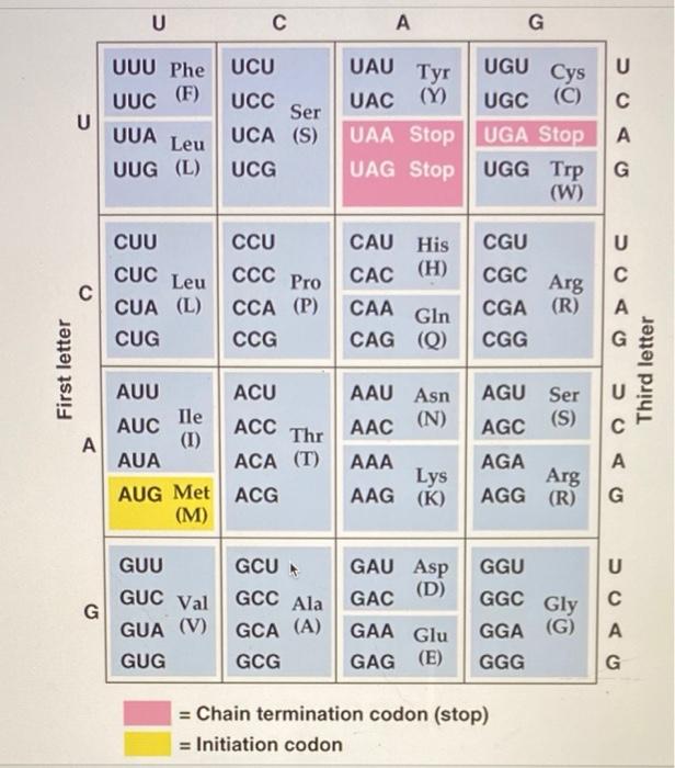 Solved 1. Open Reading Frame problem A protein coding gene | Chegg.com