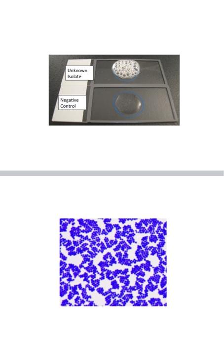 Solved Identification Scheme for Selected Gram Negative | Chegg.com