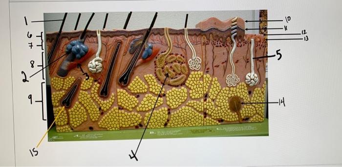 Solved Which gland produces sebum? [Select] neither A or B B | Chegg.com