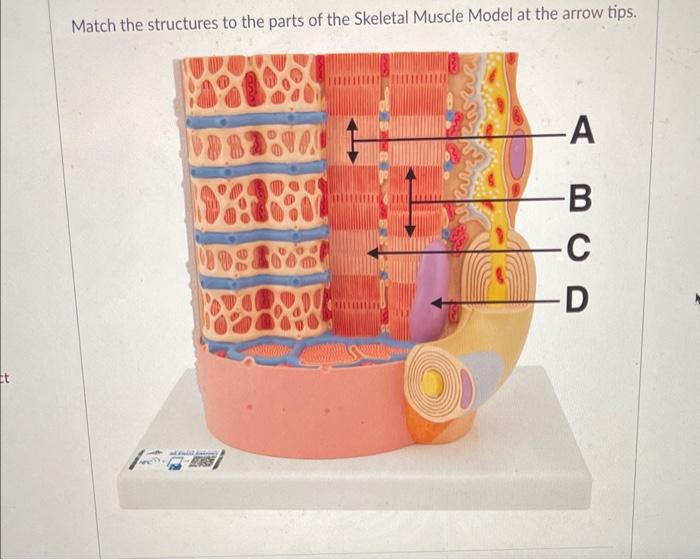 Solved Match the structures to the parts of the Skeletal | Chegg.com