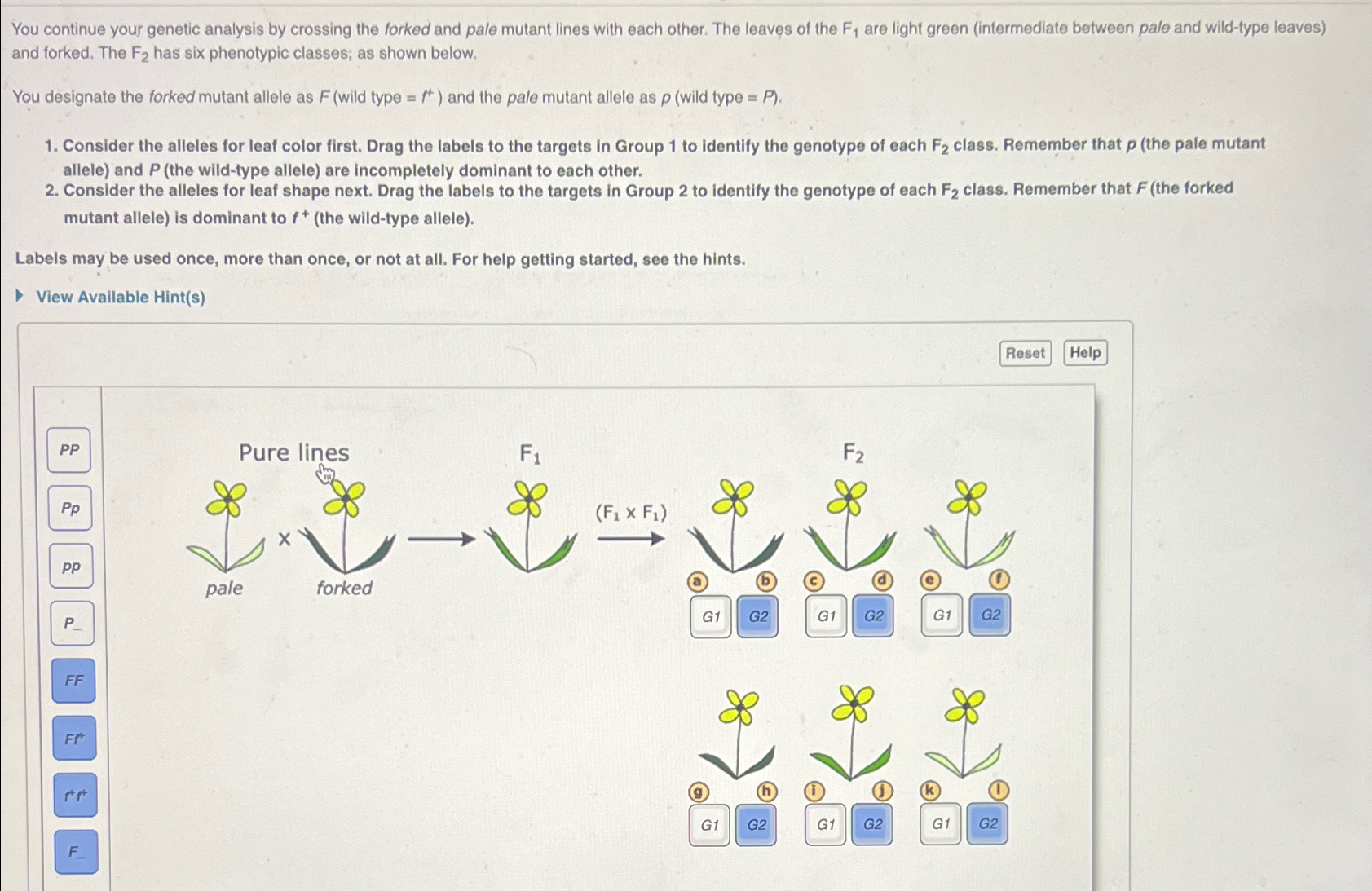 Solved You continue your genetic analysis by crossing the | Chegg.com