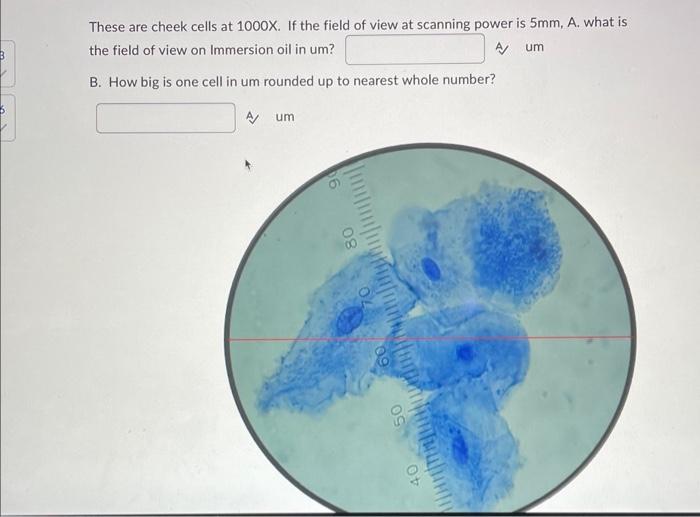Solved These are cheek cells at 1000X. If the field of view | Chegg.com