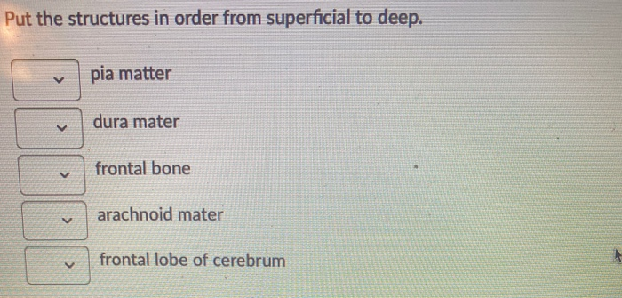 Solved Put the structures in order from superficial to deep. | Chegg.com