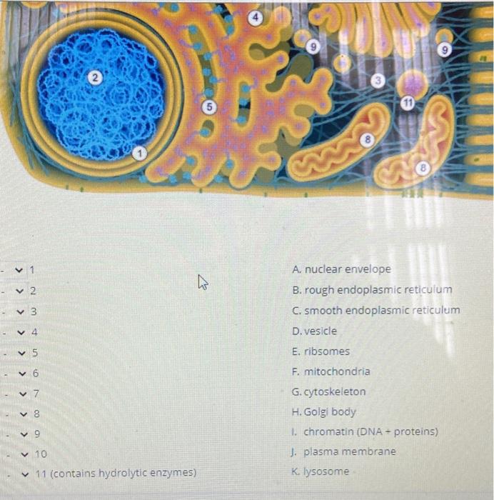 Solved Match each structure named below to the correct | Chegg.com