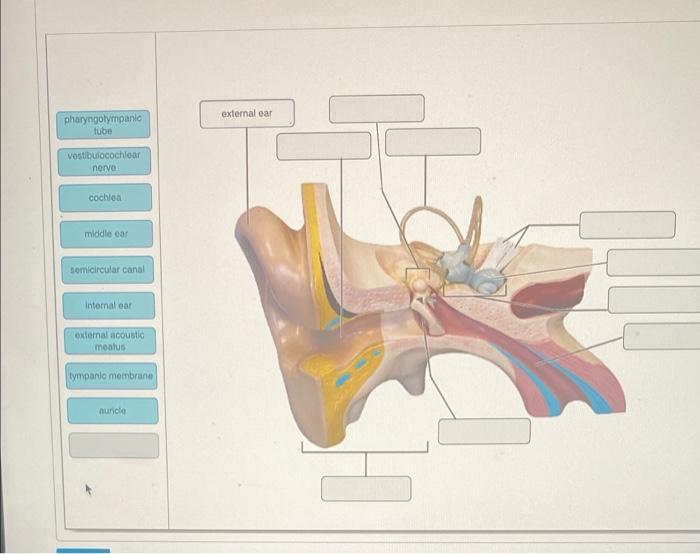 pharyngotympanic
tube
vestibulocochlear
nerve
cochlea
middle ear
semicircular canal
internal ear
external acoustic
meatus
tym